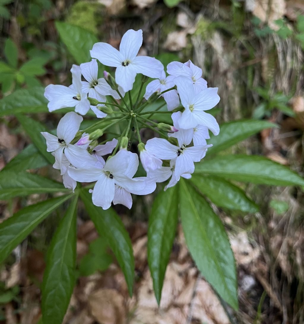 Bocca di Valle...Bondone (TN)